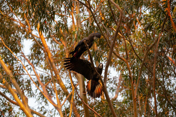 Wall Mural - Red Tailed Black Cockatoo