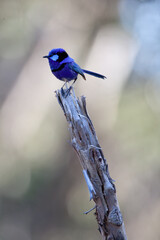 Wall Mural - Blue Splendid Fairy Wren