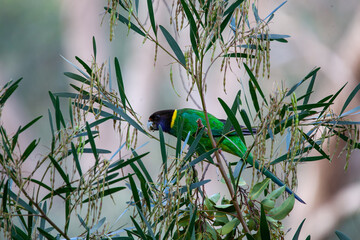 28 Cockatoo Ring neck Parrot