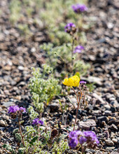 Yellow Evening Primrose, Oenothera Perennis, Wildflower Next To Some Purple Flowers In The Arid California Desert.
