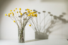 Craspedia Pom Pom Flowers In A Glass Vase