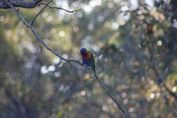 Wall Mural - Rainbow Lorikeet