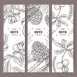 Set of three labels with walnut, macadamia and stone pine branch sketch. Culinary nuts series.