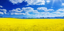 Yellow Rapeseed Field Panorama With Beautiful Blue Sky Like The Ukrainian Flag.