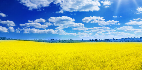 yellow rapeseed field panorama with beautiful blue sky like the ukrainian flag.