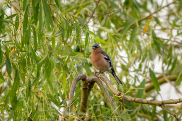 Wall Mural - Male Chaffinch in Eucalyptus Tree, County Wicklow