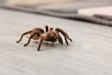 Scary Tarantula Spider On Floor In Room, Closeup
