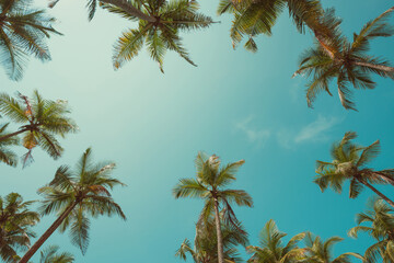 Coconut palm trees on tropical beach with clear sky background, vintage toned