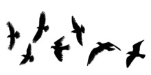 Flock Of Birds Black Silhouette, Isolated Vector