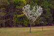 Heart shaped flowering tree