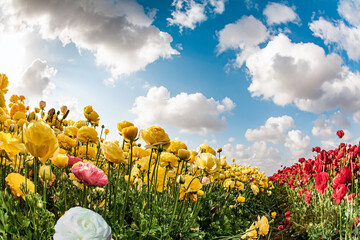 Wall Mural - The fields of buttercups