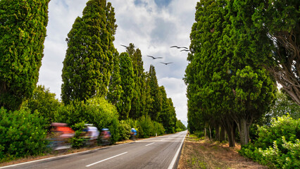 Canvas Print - viale di cipressi