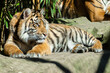 Portrait eines jungen Sumatra Tigers