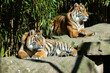 Zwei anmutige Sumatra Tiger