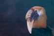 Portrait eines Hornvogels