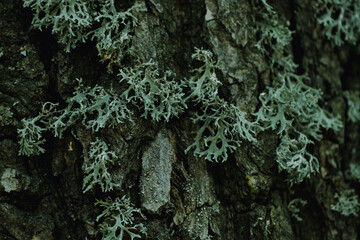 Green moss growing on bark of a tree trunk in the autumn. Dense moss covered bark of a tree in tropical forest. Nature. Panning shot, Natural background, Selective focus