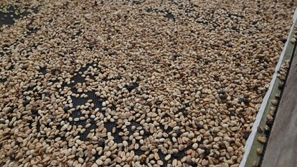 Wall Mural - 4K video of coffee farmstead taken in mountains of Dominican Republic on real coffee farm. Coffee seed during process of cultivation technology.