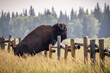 © Cavan Images - An adult bison jumps a fence in Grand Teton National Park, WY.