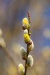 Weidenkätzchen / Palmkätzchen (männliche Weidenblüten Salix spec. im Frühjahr)