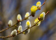 Blühende Weidenkätzchen / Palmkätzchen Nahaufnahme (männliche Blüten mit Staubblättern / Pollenproduzenten)