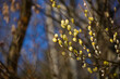 Blühende Weidenkätzchen / Palmkätzchen Zweig am Waldrand | willow catkins
