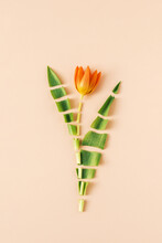 Stilllife Slice Spring Orange Tulip As A Spring Puzzle