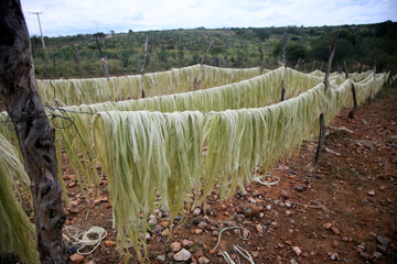 araci, bahia, brazil - march 9, 2022: drying fibers of sisal plant - agavaceae - for rope production in the city of Araci, semi-arid region of Bahia.