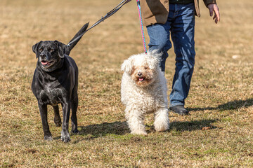 Two excited dogs drag along their owner behind them