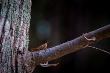 An American Bird Grasshopper (Schistocerca Americana) Hanging Out On A Tree Limb As If It Were A Squirrel. Raleigh, North Carolina.