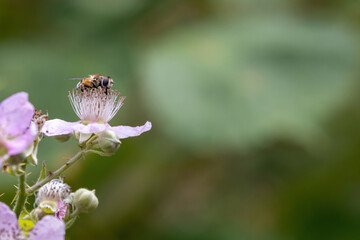 small yellow bee in pink berry flower