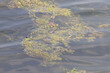 green algae and pond scum floating on waving water