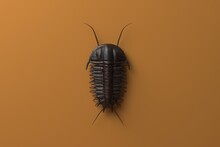 3d Render Of The Extinct Trilobite, Olenoides Serratus, One Of The Earliest Known Arthropods. Trilobites Were Among The Most Successful Of All Early Animals, Existing In Oceans For Almost 270 Million 