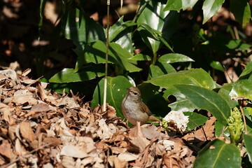 Canvas Print - japanese bush warbler in the bush