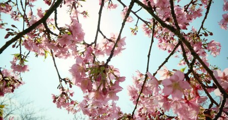 Wall Mural - Spring Plum Flower Blossom