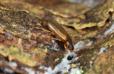 Canvas Print - Darkling beetle, mycetophagus flavipes on aspen bark with fungi, macro photo