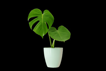 Monstera on black backgound plant pot with path line tree purifying tree, vase, wood, flower, flowers, rainy season, room, hotel, interior, beautiful, fresh, tree, wooden, floral,