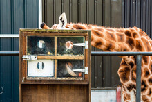 Scene At A Zoo. Special Box With Food And Small Hole So Giraffe Has To Use It Tongue To Reach Food And Have Strong Muscles Work Out . Healthy Practice And Animal Care. Learning Nature Concept.