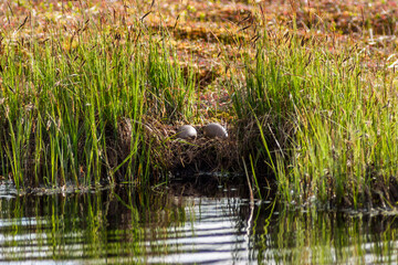 Poster - Red-throated loon nest with two eggs