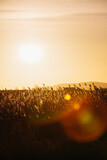 Fototapeta  - 
golden sun, sunset over the field