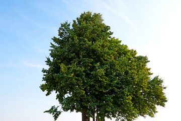 Wall Mural - A lonely tree against a blue sky.