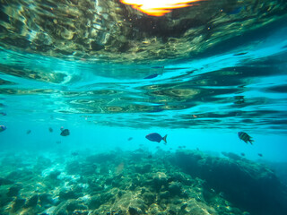 Tropical Maldives fish in underwater sea 