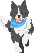 Running Border Collie As Herding Dog Breed With Thick Fur Wearing Blue Neckcloth
