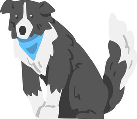 Wall Mural - Sitting Border Collie as Herding Dog Breed with Thick Fur Wearing Blue Neckcloth