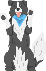 Sticker - Sitting on Hind Legs Border Collie as Herding Dog Breed with Thick Fur Wearing Blue Neckcloth