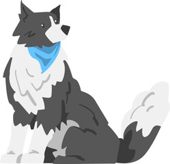 Wall Mural - Sitting Border Collie as Herding Dog Breed with Thick Fur Wearing Blue Neckcloth