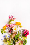 Fototapeta Storczyk - spring flowers on the white background