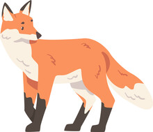 Walking Orange Fox As Omnivorous Mammal With Pointed Snout And Long Bushy Tail