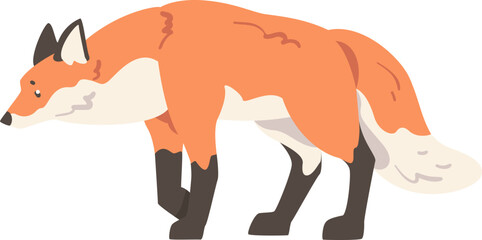 Wall Mural - Walking Orange Fox as Omnivorous Mammal with Pointed Snout and Long Bushy Tail