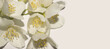 White jasmine flowers on light background