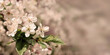 Cherry blossom, soft focus. Spring background